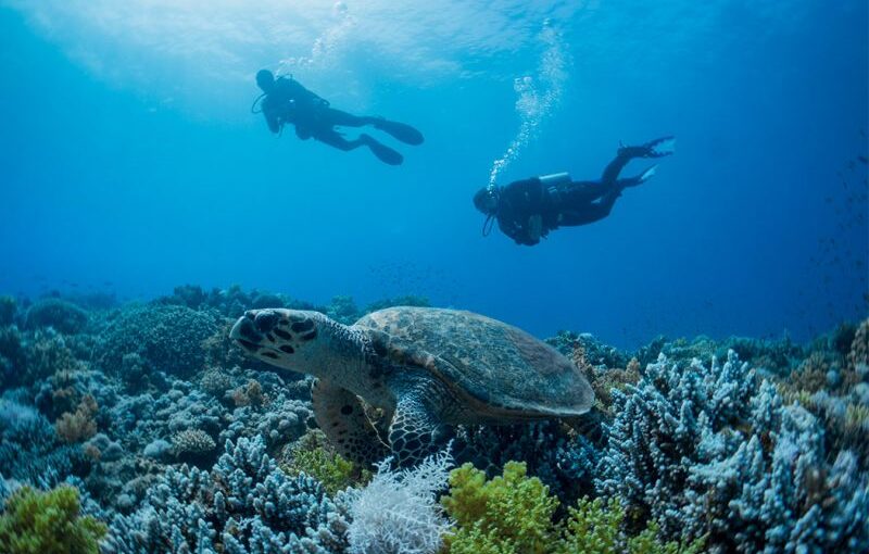 7 Best Spots for Diving in Egypt