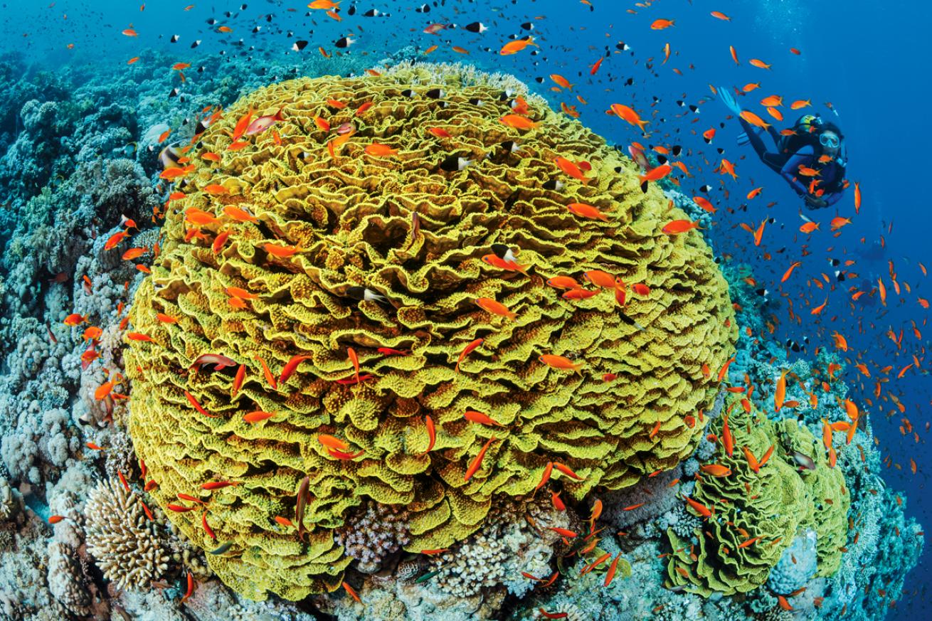 sharm-diving.jpg10